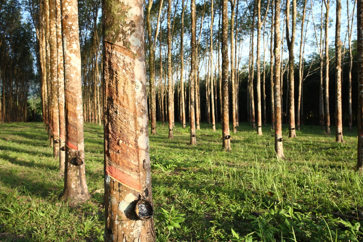 Plantations